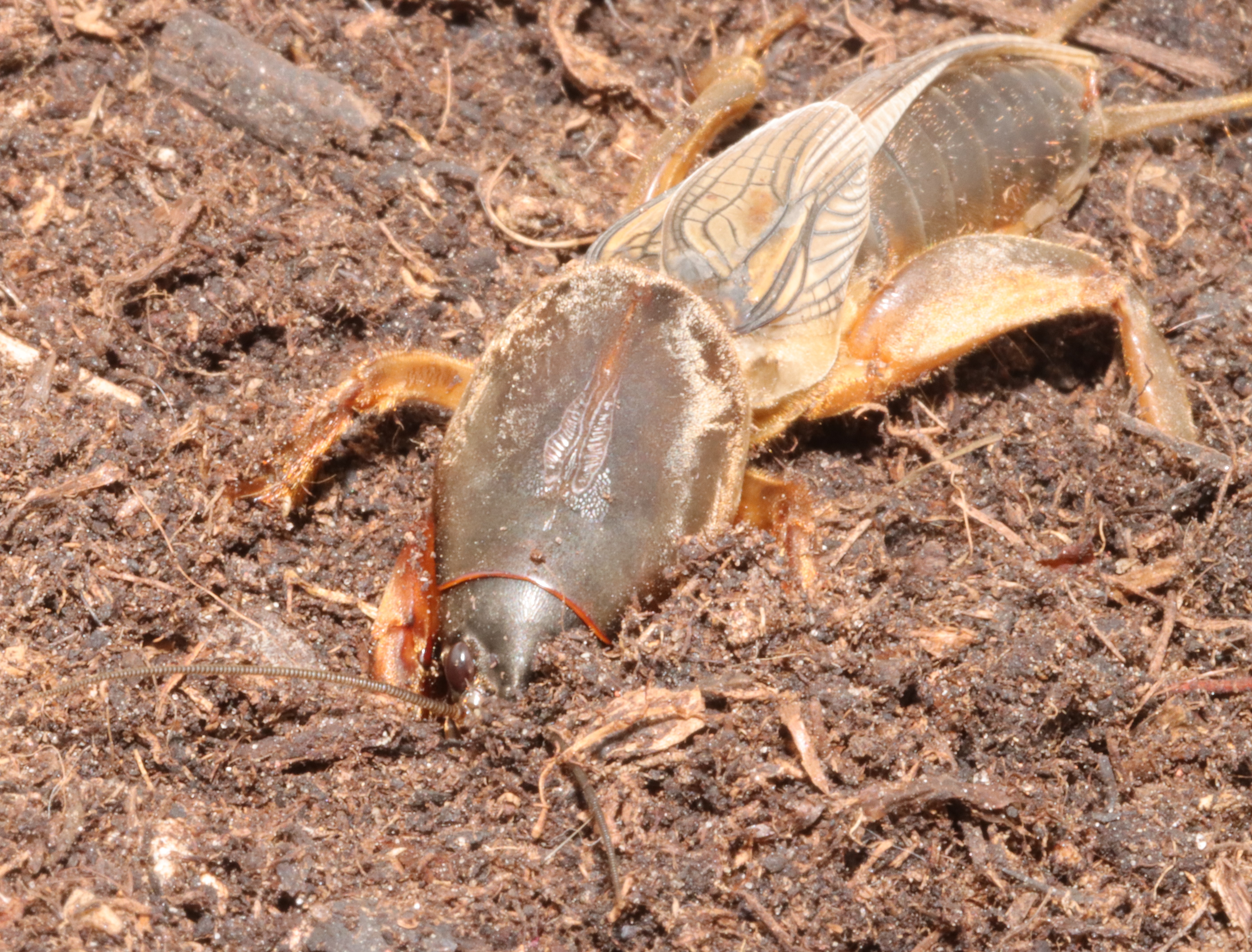 Werre beim Eingraben (© Sautter & Stepper)